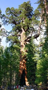 Giant Sequoia – maximum measured lifespan >3000 years