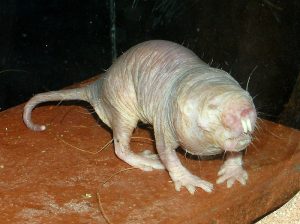 Naked Mole Rat – Maximum observed lifespan ~30 years, may be negligibly senescent