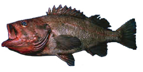 Rougheye Rockfish - Maximum measured lifespan 140 years